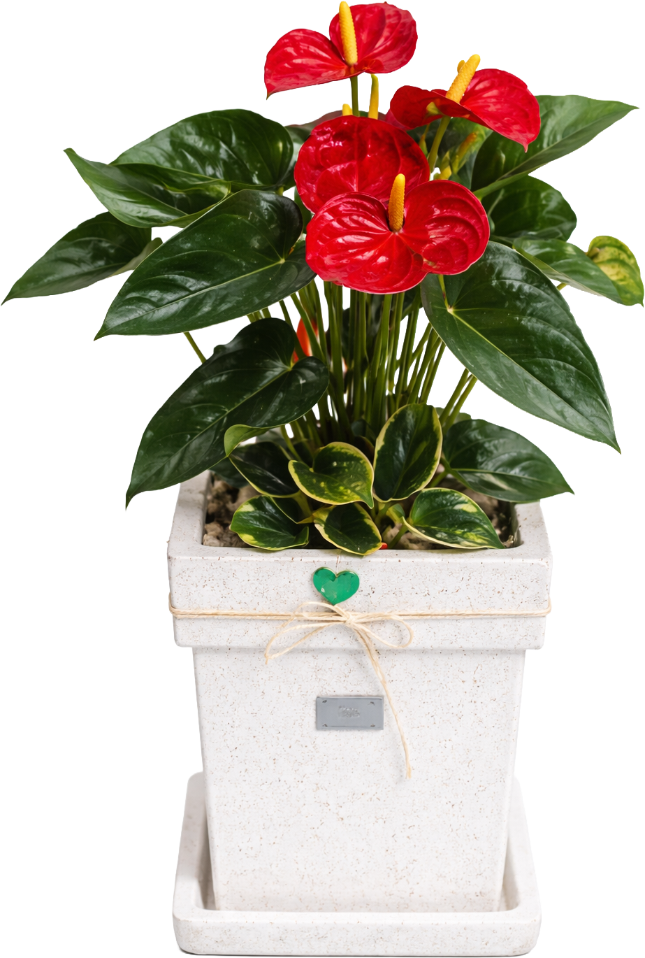 테이블 안시리움