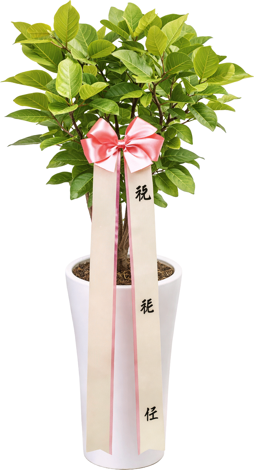 뱅갈고무나무(A)